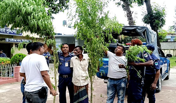 কালীগঞ্জে গাঁজা গাছ সহ আটক ১