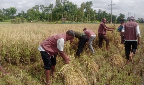অসহায় কৃষকের ধান কেটে দিলেন আনসার ভিডিপি সদস্যরা