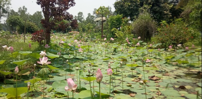 মেলান্দহ মুক্তিসংগ্রাম যাদুঘরে দৃষ্টি নন্দন পদ্মফুল