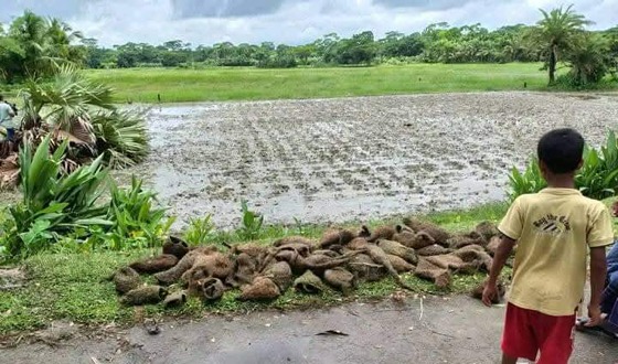 ঝালকাঠিতে তালগাছ কেটে বাবুই পাখির ছানা হত্যা