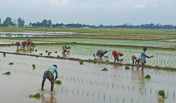 তানোরে রোপা আমন ধান রোপন শুরু করেছেন কৃষকরা