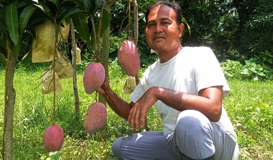 প্রবাসীর ভালোবাসায় ফলছে স্বপ্নের আম