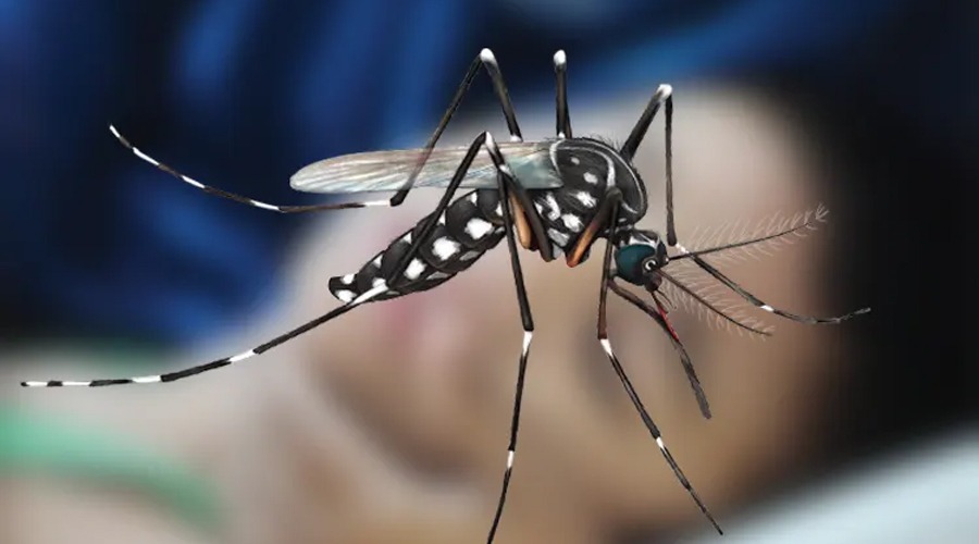 ডেঙ্গুতে নতুন শনাক্ত ৪২৯: মোট আক্রান্ত ১০ হাজার ছাড়াল