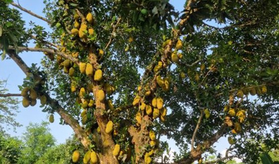 ফুলবাড়ীতে গাছে গাছে ঝুলছে রসালো কাঁঠাল