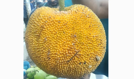 বিলুপ্তপ্রায় দেশি ফল 'চাম কাঁঠাল'
