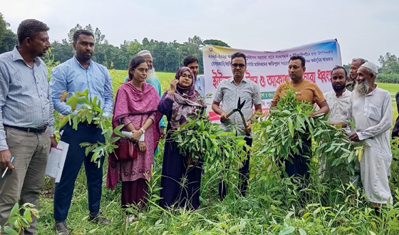 মান্দায় দুটি নার্সারিতে ইউক্যালিপটাসের চারা নিধন