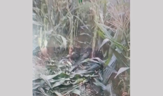 দৌলতপুর সীমান্তে পূর্ব শত্রুতার জেরে ভুট্টা ও তিল কেটে দিয়েছে সন্ত্রাসীরা
