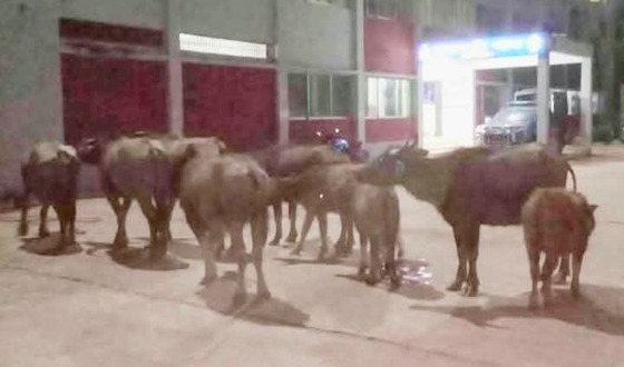 কমলগঞ্জ থানায় দিলেন কৃষক একপাল মহিষ