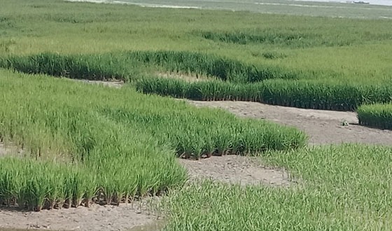 চিলমারীর চরে স্বপ্ন বুনছেন হাজারও ভূমিহীন কৃষক