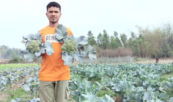 শ্রীমঙ্গলে ‘ব্রুকলি’ চাষে সফল অনার্সের ছাত্র উজ্জ্বল