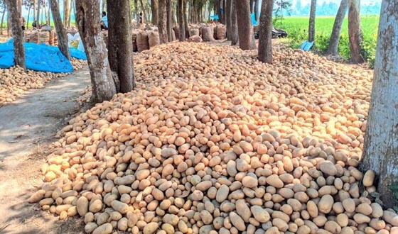 নন্দীগ্রামে কৃষকের গলার কাঁটা আলু