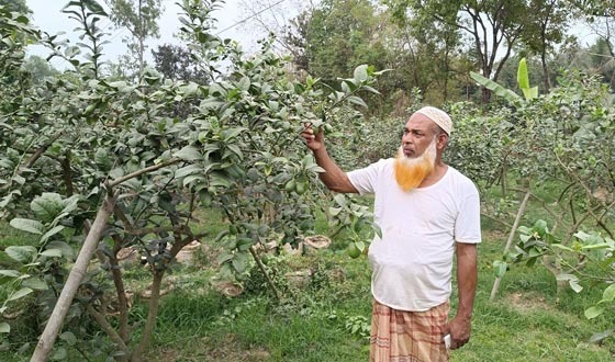 লেবু চাষে জুলহাসের ভাগ্য বদল