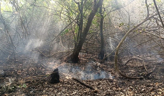 সুন্দরবনের আগুনে ৬ একর বনভূমির গাছপালা পুড়ে ছাই