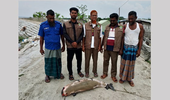 তালতলীতে পায়রা নদী থেকে মৃত ডলফিন উদ্ধার