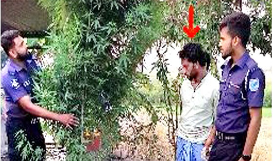 চরভদ্রাসনে গাঁজার বাগান সহ গ্রেফতার ২