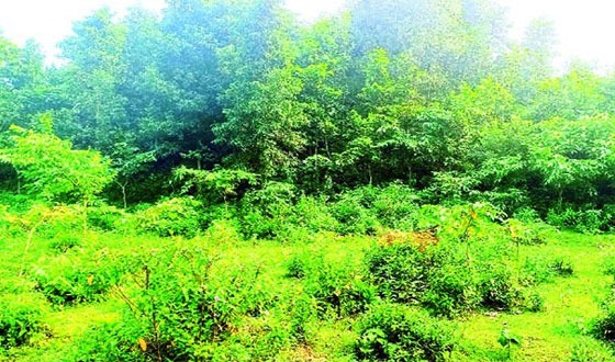 গারো পাহাড় ফিরে যাচ্ছে  প্রাকৃতিক বনে
