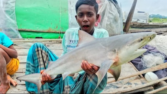 বাবুগঞ্জে জেলের জালে ১০ কেজি ওজনের হাঙ্গর