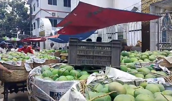 সাতক্ষীরায় আম পাড়া শুরু, বাজার সংকটে চাষি