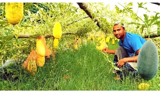 কলারোয়ায় হলুদ তরমুজ চাষে সফল কৃষক