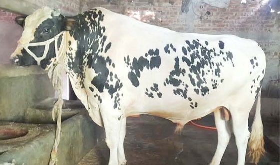 দিনাজপুরের চিরিরবন্দরে ৪০ মণের 'সম্রাট'