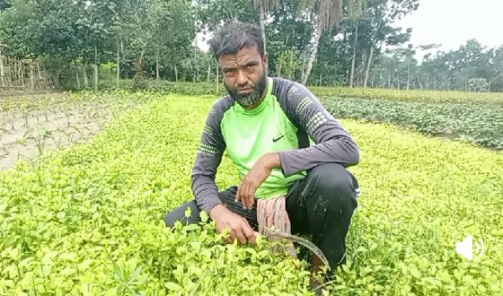 দিঘলিয়ায় পুদিনা পাতা চাষে সফল কৃষক