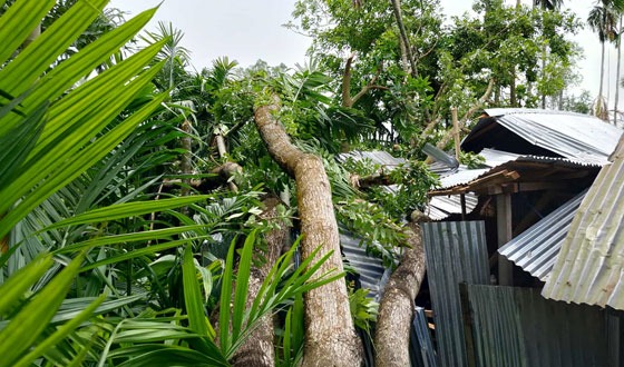 কালবৈশাখী ঝড়ে লন্ডভন্ড ঘরবাড়ি ও ফসলের ব্যাপক ক্ষতি