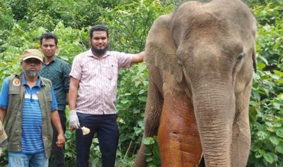 গারো পাহাড়ে অসুস্থ বুনোহাতির ধারাবাহিক চিকিৎসা