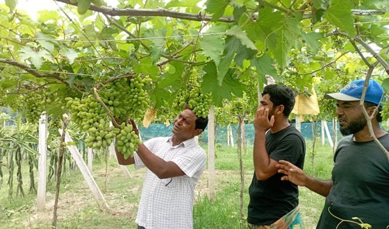 ঝিনাইদহের ৪ উপজেলায় আঙ্গুর চাষে সফল কৃষকরা