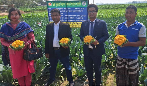 কাহারোলে রঙ্গিন ফুলকপি চাষ, ভাগ্য বদলেছে কৃষকের