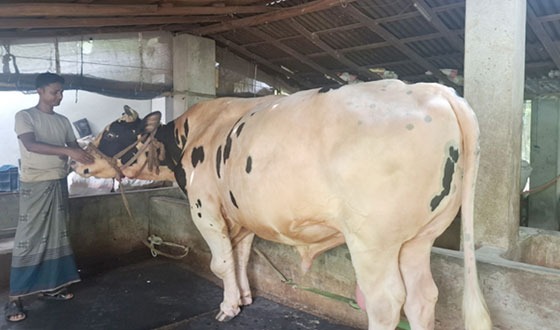 প্রতিদিন ৭০ কেজি খাবার খায় ৩০ মণ ওজনের ফণী