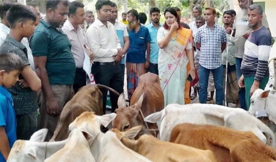 ৬৫ বাছুর ফেরত পাঠালেন ইউএনও