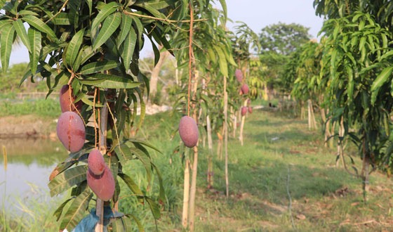অভয়নগরে মিয়াজাকি আম চাষে সাফল্যের হাতছানি