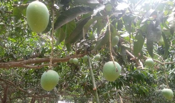 বাণিজ্যিকভাবে আম চাষ করে সফল এ্যাড. সাহাদাত হোসেন