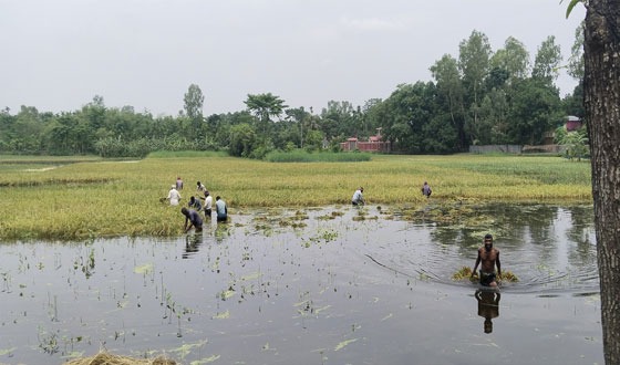 রাজারহাটে পানিতে নেমে ধান কাটছে কৃষকরা