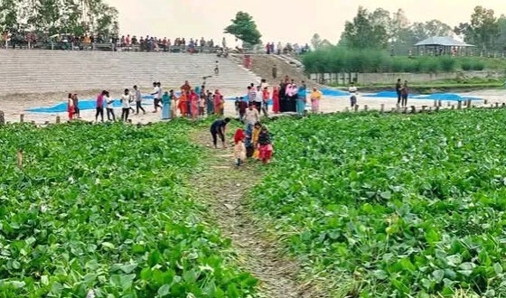 নীলফামারীতে জমাট বাঁধা কচুরিপানার ওপর দিয়ে নদী পারাপার