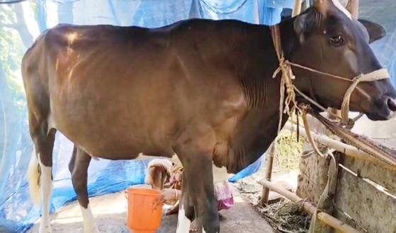 গর্ভধারণ না করেই দুধ দিচ্ছে বাছুর
