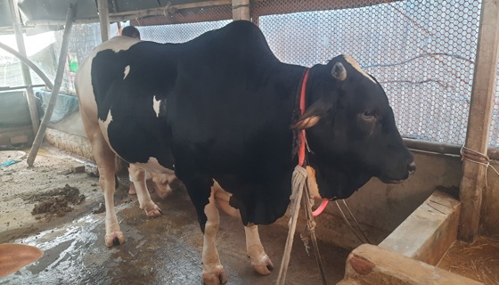 কোরবানির হাট কাঁপাতে বাজারে আসছে ‘গজারিয়ার রাজাবাবু’