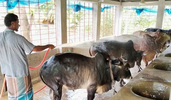 সাতক্ষীরায় কোরবানির জন্য প্রস্তুত ১ লাখ ৬০৬টি পশু