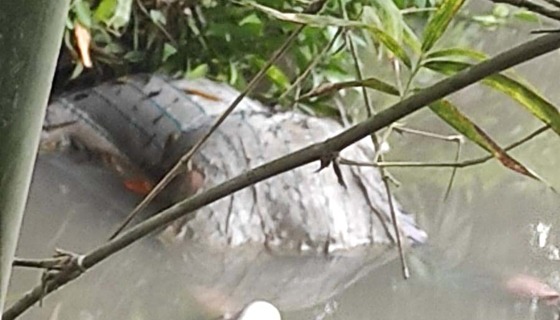 চিরিরবন্দরে অজ্ঞাত ব্যাক্তির মরদেহ উদ্ধার