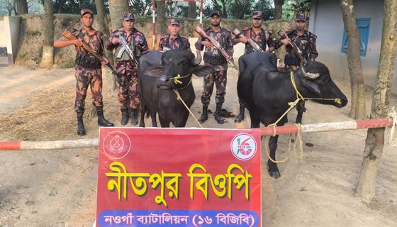 পোরশায় মালিক বিহীন ভারতীয় মহিষ আটক