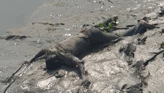 নিখোঁজ যুবকের চার দিন পর মিললো লাশ
