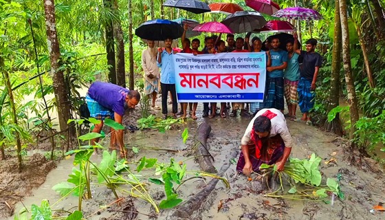রাজাপুরে কর্দমাক্ত রাস্তায় কচুগাছ বীজতলা রোপণ করে প্রতিবাদ ও মানববন্ধন