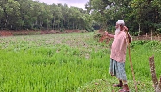 বন্যহাতির তান্ডবে আমন ফসলের ব্যাপক ক্ষতি