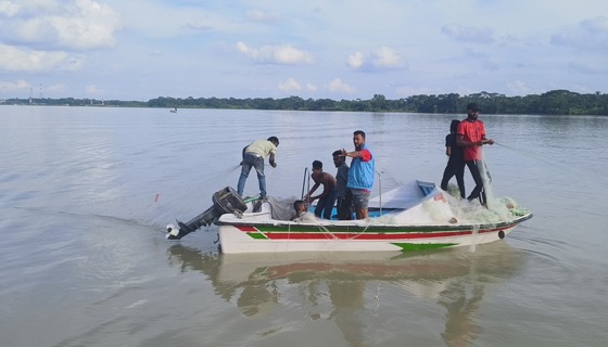 বাবুগঞ্জে মা ইলিশ সংরক্ষণে অভিযান;  জনবল ও অর্থ সংকটে চ্যালেঞ্জ