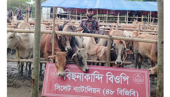 সিলেট সীমান্তে ৩ কোটি টাকার ভারতীয় গরু ও মহিষ আটক