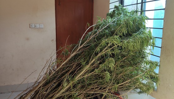 কলমাকান্দায় গাঁজা গাছসহ আটক ১