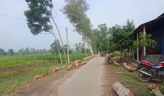 পীরগঞ্জে নিলামে সড়কের গাছ বিক্রি, ভূমি মালিকরা বঞ্চিত!