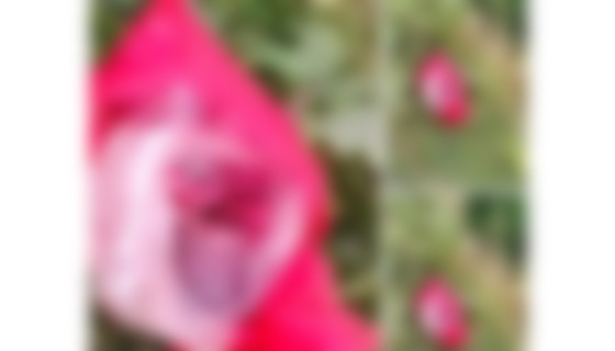 রাস্তার পাশে পলিথিনে মোড়ানো নবজাতকের মরদেহ