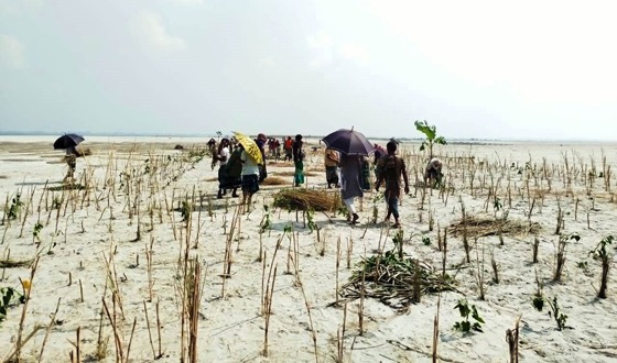চিলমারীতে ব্রহ্মপুত্রের ভাঙন ঠেকাতে প্রাকৃতিক বাঁধ