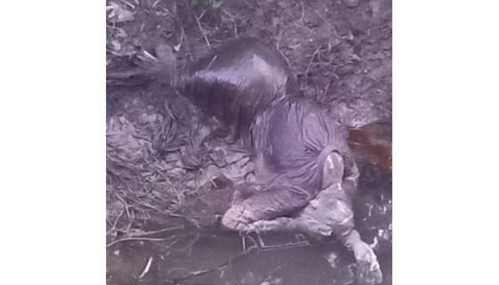 পোরশায় অজ্ঞাত যুবতীর লাশ উদ্ধার